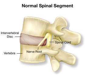 spinal-segment