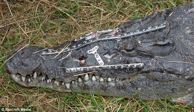 Робо-крокодил поправился после остеосинтеза четырьмя металлическими пластинами на 41 винтах в голове  
