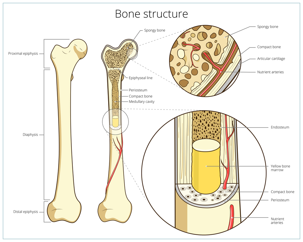 Bone structure medical educational science vector illustration. Bone anatomy